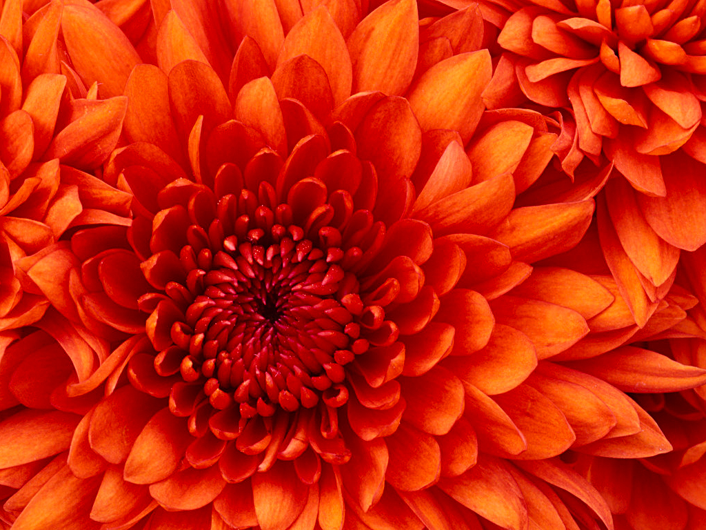 Chrysanthemum.jpg 1024X768